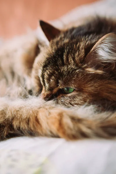 Flauschige Süße Katze Mit Grünen Augen Auf Einem Schlechten — Stockfoto