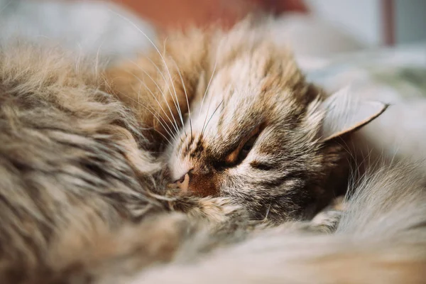 Pluizig Schattig Kat Met Groene Ogen Een Slecht — Stockfoto