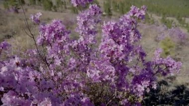 Sibirya 'nın güneşli bir gününde tepede labrador çayı çalısı
