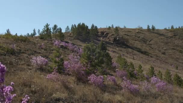 Buisson Thé Labrador Sur Une Colline Par Une Journée Ensoleillée — Video