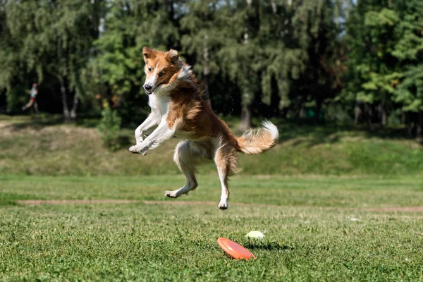 Frisbee dog — Zdjęcie stockowe