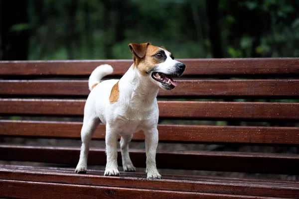 Jack Russel Terrier no banco — Fotografia de Stock