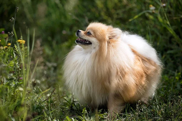 Spitz cão sorri — Fotografia de Stock