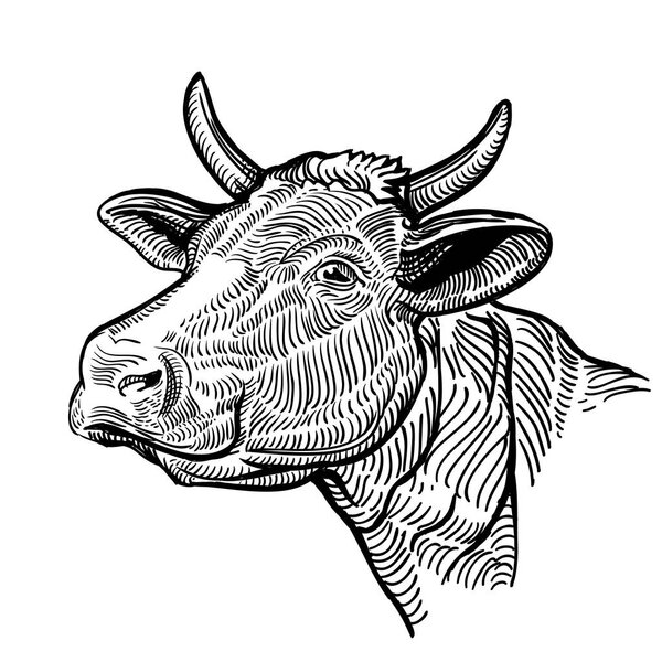 Cow head, in a graphic style. Vintage vector illustration snout cow