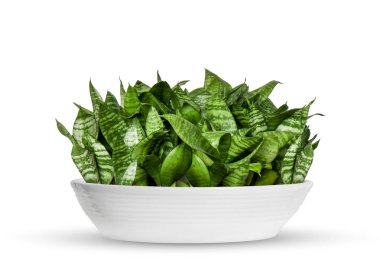 Genç Sansevieria trifasciata bir saksı bitki üzerinde beyaz izole.