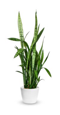 Genç Sansevieria trifasciata bir saksı bitki üzerinde beyaz izole.