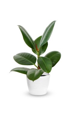 Saksılı bitki üzerinde beyaz izole genç Ficus elastica