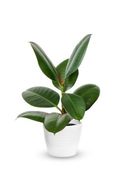 young Ficus elastica a potted plant isolated over whit clipart