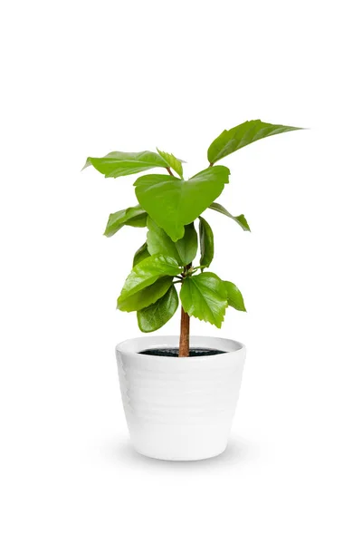 Joven Hibiscus una planta en maceta aislado sobre whit — Foto de Stock