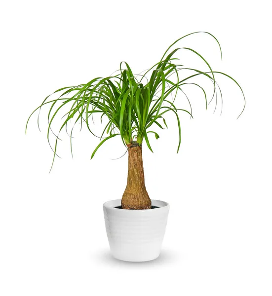 Young Nolina a potted plant isolated over whit — Stock Photo, Image