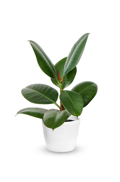 young Ficus elastica a potted plant isolated over whit