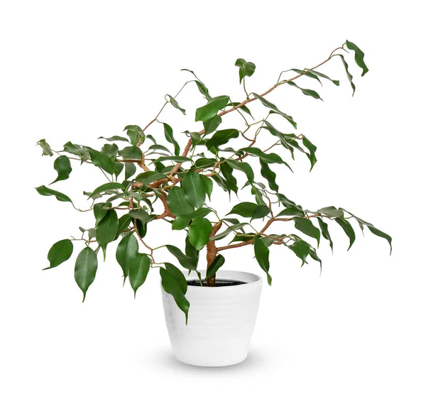 Jovem Ficus benjamina uma planta em vaso isolado sobre whit — Fotografia de Stock