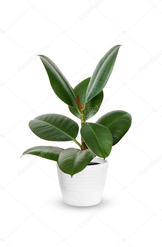 young Ficus elastica a potted plant isolated over whit