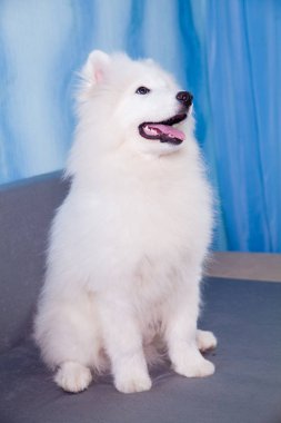 Oturan Samoyed köpek yavrusu