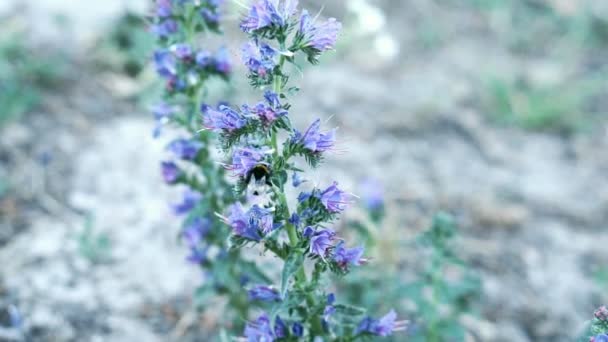 Bumble bee recolecta polen y néctar de flores púrpuras. Movimiento lento . — Vídeo de stock