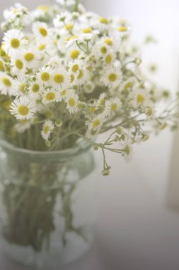 Bir buket çiçekler camomiles pencerenin yanındaki bir masada bir cam kavanoza. Vintage sesi