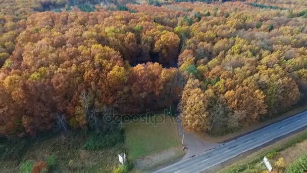 Prachtig bos met kleur bomen en bladeren met blauwe lucht — Stockvideo