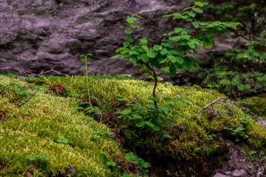 Ormanda küçük bir ağaç