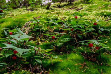 Kırmızı küçük berry