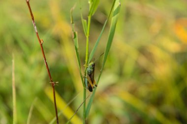 Çimenlerdeki çekirge