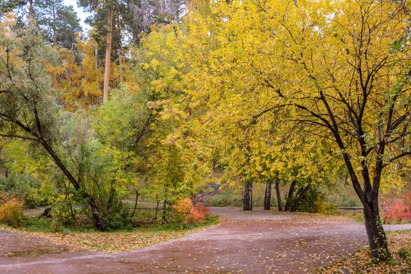 Hafif illumining ile sonbahar orman sahne.