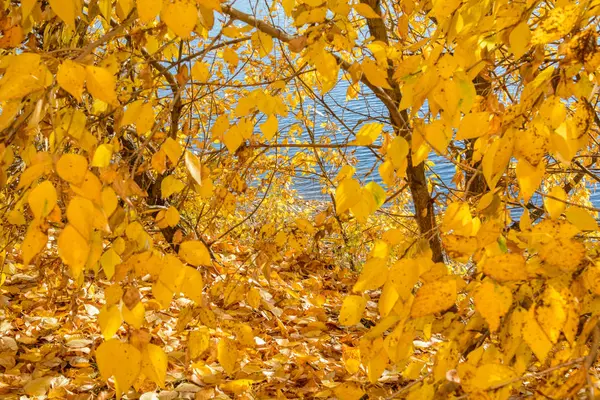 Höstens skog landskap med ljus illumining. — Stockfoto