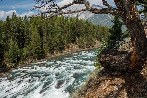 Tree under the Bow River