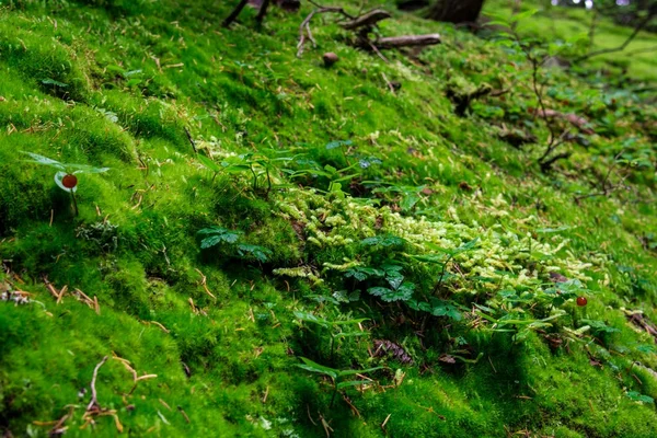 Grüner Teppich. Textur für den Hintergrund — Stockfoto
