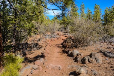 Kanarya Adası, İspanya Doğal Parkı. Dağlara giden yol ve ağaç.