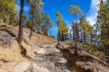 Kanarya Adası, İspanya Doğal Parkı. Dağlara giden yol ve ağaç.