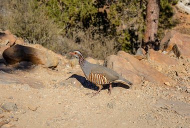 Alectoris barbara kuş sülün aile