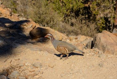 Alectoris barbara kuş sülün aile