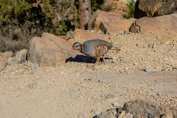 Alectoris barbara the bird pheasant family