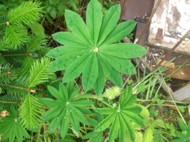 Çiğ yaprakların üzerine