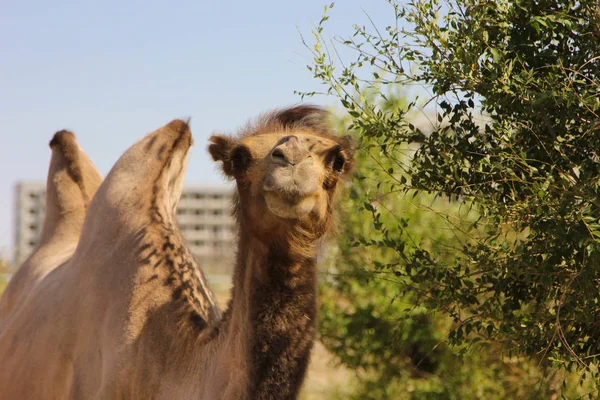 Closeup portrait of a wild camel is eating green grass — Stock Photo, Image