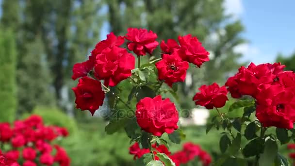 Rosas rojas en el jardín — Vídeo de stock