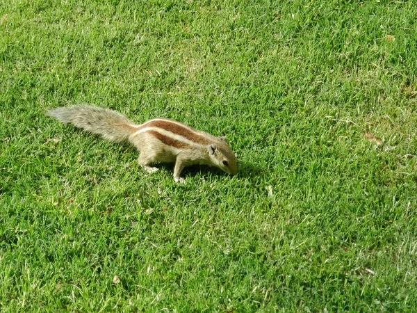 Pouco bonito esquilo listrado na grama na Índia — Fotografia de Stock