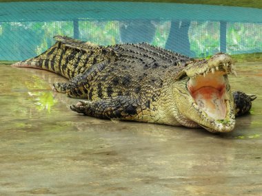 açık ağız ile büyük timsah