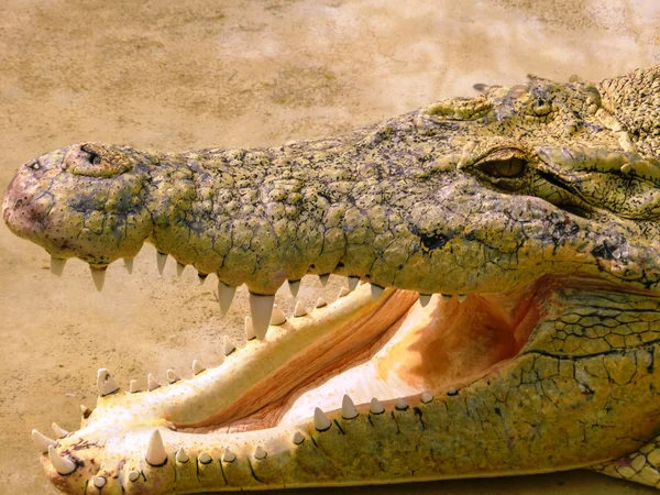 Crocodile head with scary teeth