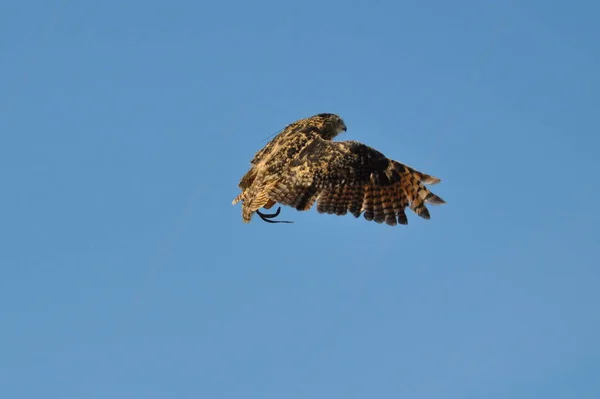 Flying bird . Falcon . — Stock Photo, Image
