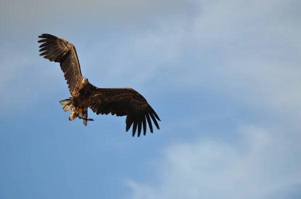 Flying falcon . Falcon and sky . — Stock Photo, Image