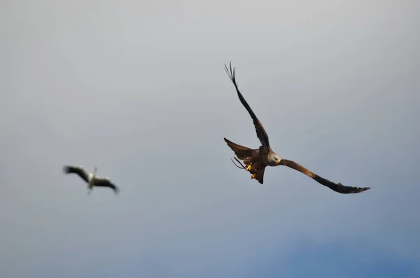 Falcon . Flying birds . — Stock Photo, Image