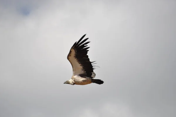 Condor . Condor in the sky . — Stock Photo, Image