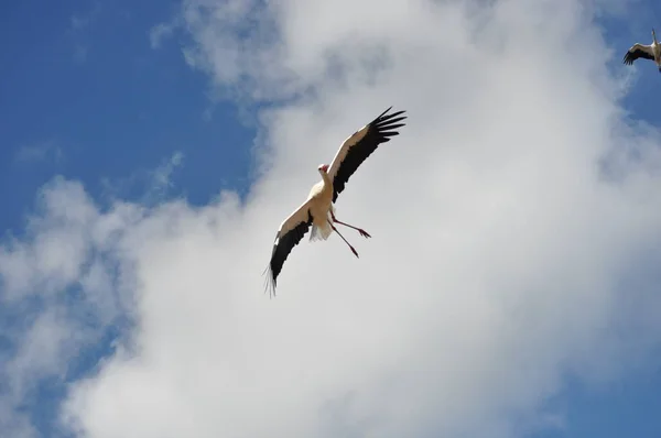 Big bird in the sky . — Stock Photo, Image