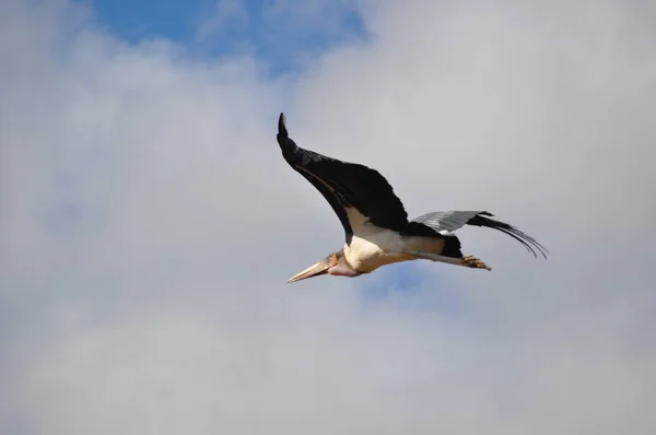 Big bird flying . — Stock Photo, Image