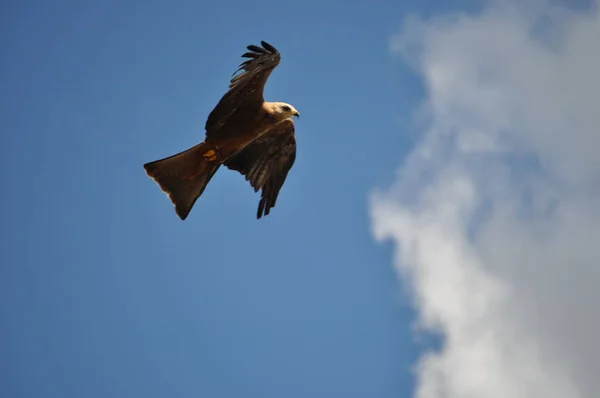 flying eagle in  the sky .