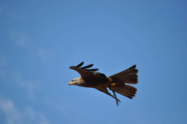 Falcon . Falcon in  the sky . — Stock Photo, Image
