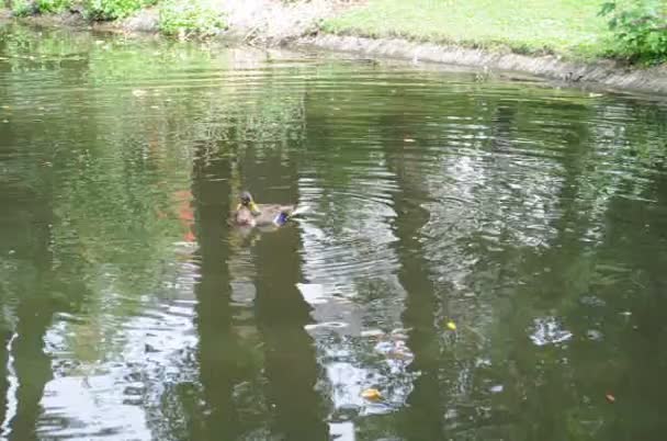 canard dans l'étang .