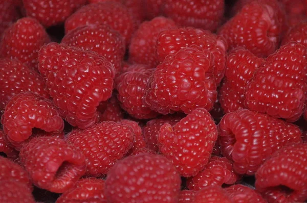 Raspberry . Red berry . Background and texture .