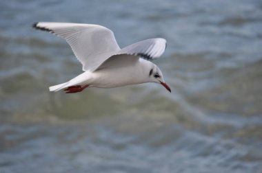 Martı gölün üzerinde uçuyor. .